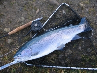 More on Adams Dry Flies